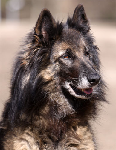 C&auml;sarborg's Foxy Romance 10 years old / 10 vuotias