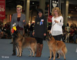 Helsinki Winner 2012 / Helsinki Voittaja 2012 C&auml;sarborg's Foxy Eldarion and  Pyrytuulen Sateenkaari