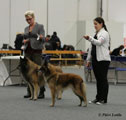 Veteran WINNERS 2012 / Veteraani VOITTAJAT 2012 Pyrytuulen Quutar and C&auml;sarborg's Foxy Eldarion