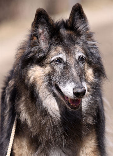 Ultima de la Maison du Bois 12,5 years old