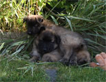 R-puppies 6 weeks / 6 vko