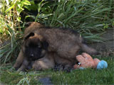R-puppies 6 weeks / 6 vko