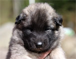 Gray male 3 weeks / harmaa uros 3 viikkoa vanha