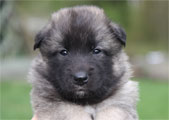 Gray male 4 weeks / harmaa uros 4 viikkoa vanha