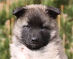 Gray male 6 weeks / harmaa uros 6 viikkoa vanha