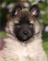 Gray male 7 weeks / harmaa uros 7 viikkoa vanha