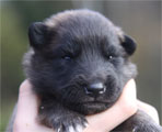 Male puppy 2 weeks / urospentu 2 viikkoa
