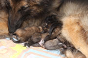 Litter U 4 days old / U-pentue 4 päivää