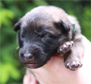 Male puppy / urospentu