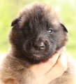Male puppy / urospentu
